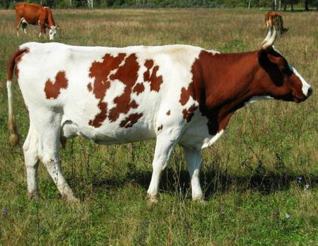 Айширская порода коров