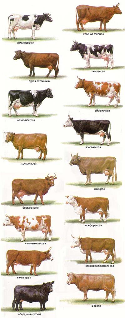 классификация скотов